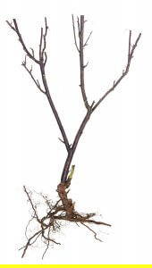 Planting Bare root rose