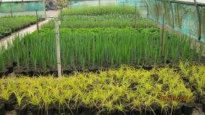 Planting godfrey